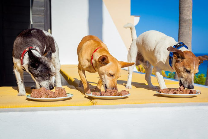 Nourish Your Dog With The Best Raw Dog Food: A Comprehensive Guide